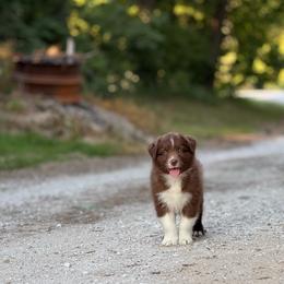 Sorry - Red & white male Australian Shepherd puppy in Argyle, Iowa from Country Time Kennels