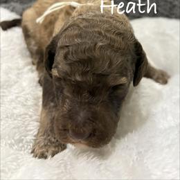 Heath - Sable male Poodle puppy in Carrollton, Georgia from Dande Poodles, LLC