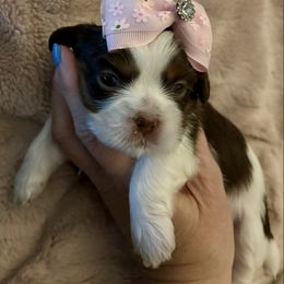 Luna - Chocolate female Shih Tzu puppy in Las Vegas, Nevada from P and J Farms