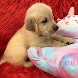Golden Retriever Puppies from American True Golden retriever