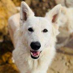 Tory - Berger Blanc Suisse