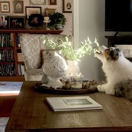 Australian Shepherd Puppies from Haint Blue Aussies