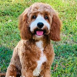 Stella - Cavapoo
