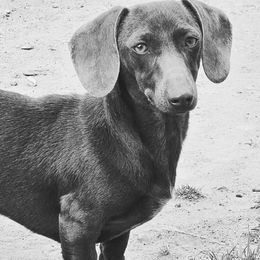 Dolly - Dachshund
