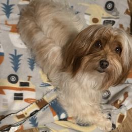 Havanese - Havanese