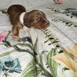 AKC male 1 - Chocolate and tan male Dachshund puppy in Knoxville, Tennessee from Thea's Puppies