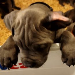 Cane Corso Puppies from Southern Sugar Cane Corso LLC