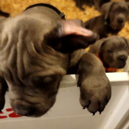 Cane Corso Puppies from Southern Sugar Cane Corso LLC