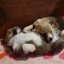 Pembroke Welsh Corgi Puppies from Camp Corgis