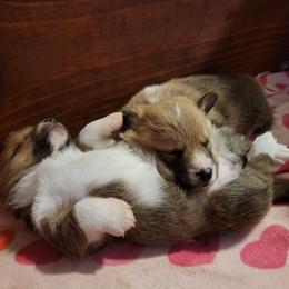 Pembroke Welsh Corgi Puppies from Camp Corgis