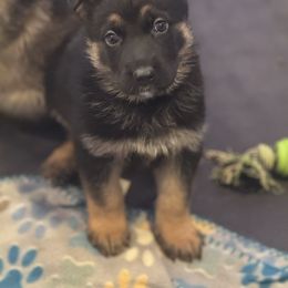 Red - Black and tan male German Shepherd puppy in La Follette, Tennessee from Moore German Shepherds