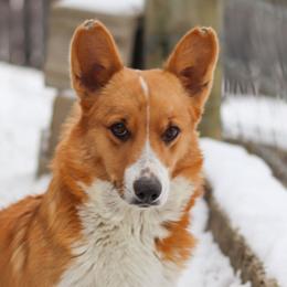 Silver - Pembroke Welsh Corgi