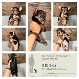 Nina - Black and gold female Yorkshire Terrier puppy in Cleveland, Tennessee from Moody’s Morkies and More
