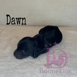 Dawn - Black and tan female Dachshund puppy in Lexington, Oklahoma from BooneDox Miniature Dachshunds