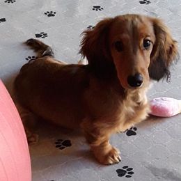 Dachshund Puppies from Jamie's Dachshunds