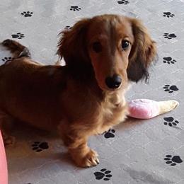 Dachshund Puppies from Jamie's Dachshunds