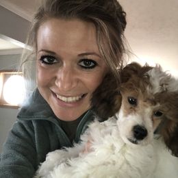 Poodle Puppies from Clementi Pearl Goldens and Poodles