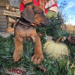 Angus  Black Orange Collar - Rd whtn blk nose male Rhodesian Ridgeback puppy in Gaffney, South Carolina from Circle D Farms