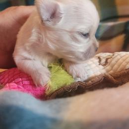 Lacey - Cream female Chihuahua puppy in Gerald, Missouri from OutLaw Chihuahua's
