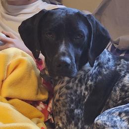 German Shorthaired Pointers from Cox Family Farms