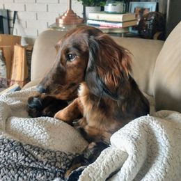 Edward - Brindle male Dachshund puppy in Annandale, Minnesota from Weiners on a Hill