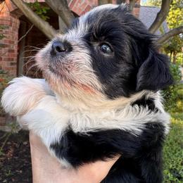 Black parti boy 5 - Parti male Miniature Schnauzer puppy in Pflugerville, Texas from K&K Precious Tx schnauzers