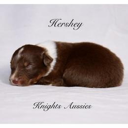 Hershey - Red tri-color male Australian Shepherd puppy in Ceres, California from Knight's Aussies