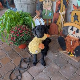 Labrador Retriever Puppies from Puzzles Labradors