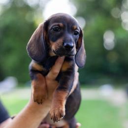 Sobble - Wild boar female Dachshund puppy in Tampa, Florida from EntityDachs