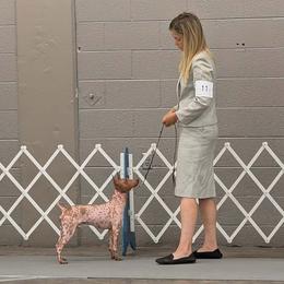 American Hairless Terriers and Croatian Sheepdogs from Resolute Kennels