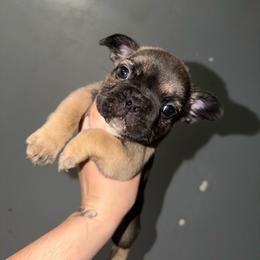 Canyon - Fawn and white male French Bulldog puppy in Louisville, Kentucky from Nelson’s Fancy Frenchies and Bulldogs