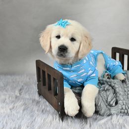 Golden Retriever Puppies from Lovasi Goldens