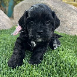 Boy 2 - Cockapoo puppy in Peoria, Arizona from Frosty Acres Cockapoos and Doodles