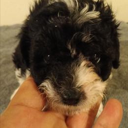 Boy one - Parti male Poodle puppy in East Providence, Rhode Island from Marta's Cavaliers