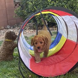 Goldendoodle Puppies from Dee’s Adorable Doodles