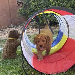 Goldendoodle Puppies from Dee’s Adorable Doodles