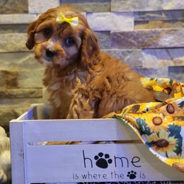 Cavapoo, Maltipoo, and Poodle Puppies from Mount Baker Poodle and Doodles