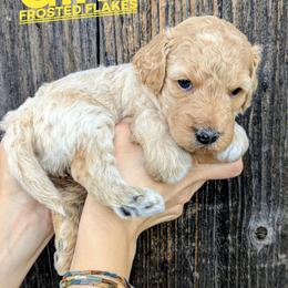 Frosted Flakes - Cream female Goldendoodle puppy in Cambridge, Minnesota from Country Meadow Doodles