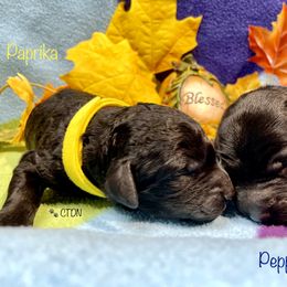 Goldendoodle Puppies from Central Texas Doodle Nest Kennel