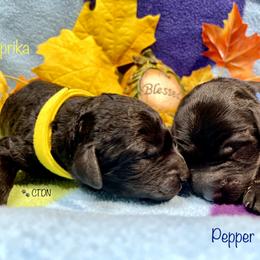 Goldendoodle Puppies from Central Texas Doodle Nest Kennel