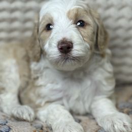 Sundae - Sable male Assorted Doodle Crosses puppy in Jackson, Georgia from LaiCi Doodles