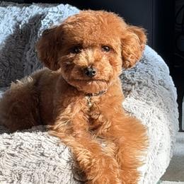 Gizmo - Poodle