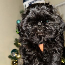 Boy 1 - Shih Tzu puppy in Los Angeles, California from For the Love of Shih Tzus
