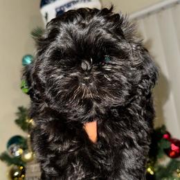 Boy 1 - Shih Tzu puppy in Los Angeles, California from For the Love of Shih Tzus
