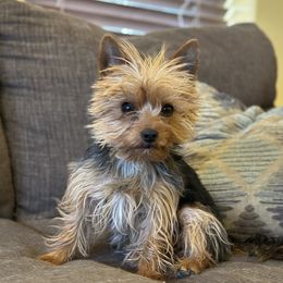 Australian Shepherds, Boerboels, Shorkies, and Yorkshire Terriers from SATA Kennels