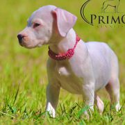 Pink - White Dogo Argentino puppy in Powder Springs, Georgia from Primo Kennels
