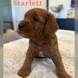 Scarlett - Red  female Goldendoodle puppy in Glendale, Arizona from Follow Your Bliss Doodles