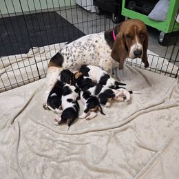 Basset Hound Puppies from Montana Bassets
