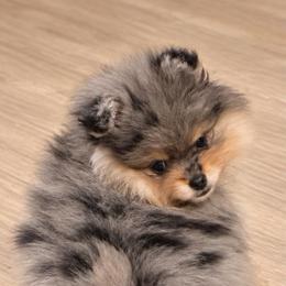 Toga - Blue merle female Pomeranian puppy in Sandia, Texas from Broken Arrow Poms