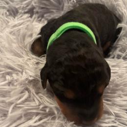 Mr Green - Black and tan male Airedale Terrier puppy in Huntersville, North Carolina from Cool Hand Luke Kennels